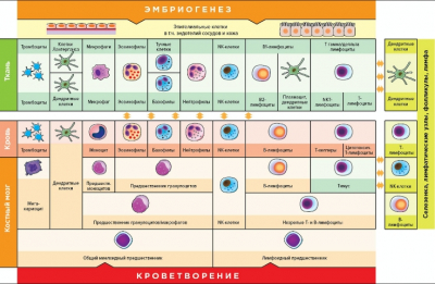 Ученые нашли способ победить рак, но возникает множество вопросов
